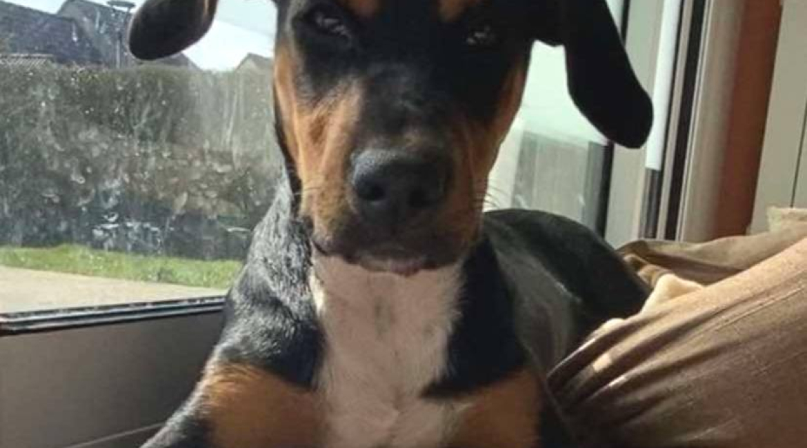 Chiens à adopter